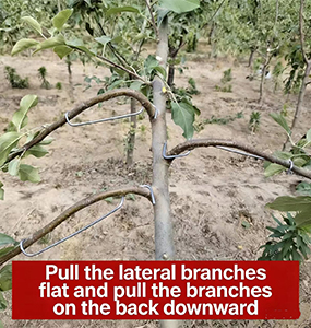 Branch flattening tool