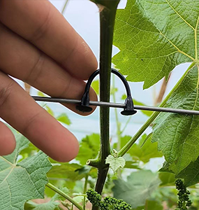 Fasten the grape clip